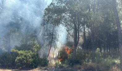 İzmir’in 2 ilçesindeki orman yangınlarına ilişkin 2 gözaltı