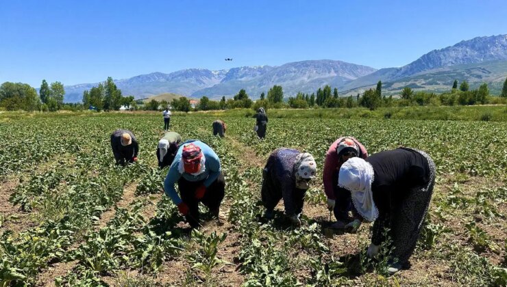 Kadın işçilerin zorlu mesaisi başladı: Kavurucu sıcakta bin TL yevmiye için mücadele ediyorlar!