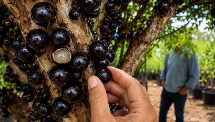 Meyvesi dallarında değil gövdesinde: Turistler bu ağacın peşinde