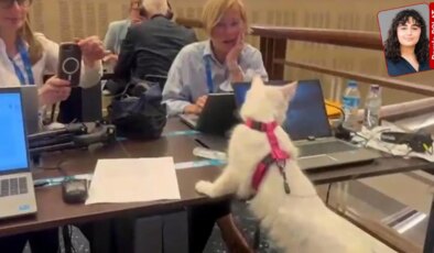 Nato zirvesi öncesi köpekler toplatıldı, zirvede Ankara kedileri ile tanıtım yapıldı: Hayvanseverlerden iktidara ‘ikiyüzlülük’ çıkışı