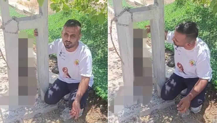 Sahipli köpeği zehirleyip direğe asarak öldürdüler: ‘Bunun adı vahşet’