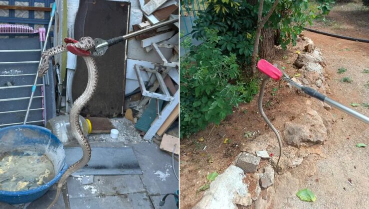Sıcaklıklar yükseldi, yılan ihbarları arttı