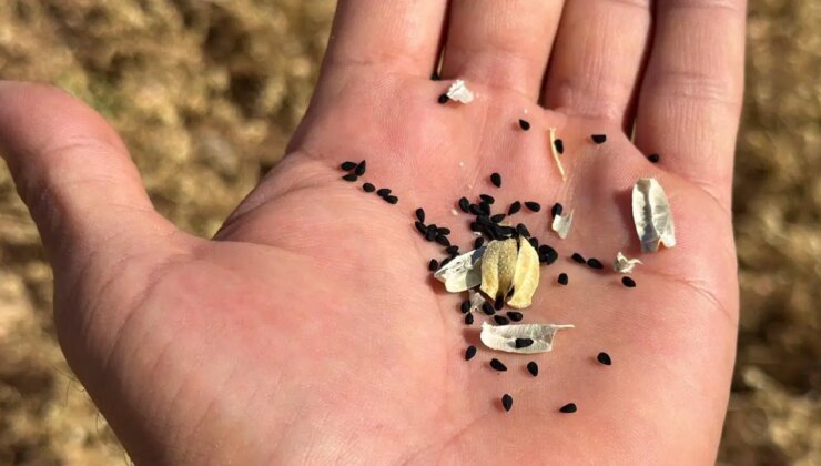 ‘Siyah altın’ hasadı başladı! Adıyamanlı çiftçilerin yeni gözdesi…