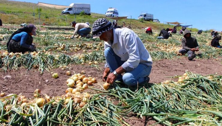 Suluova’da hasat heyecanı:  Tarlada 15 TL, pazarda 40 TL!