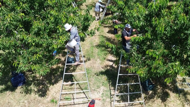 Tarlaları birleştirdiler, gelirlerini katladılar! Rekolte 30 kat, gelir 100 kat arttı!