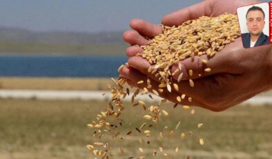 TMO’nun fiyatları aşağı çekmesi, çiftçiyi tüccara düşürdü: ‘TMO ürünümüzü almamak için elinden geleni yapıyor’