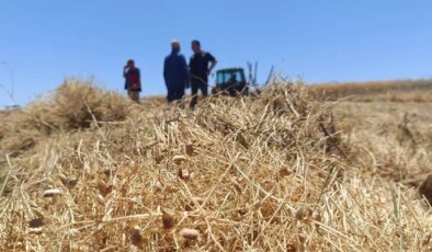 Yozgat’ta 225 bin dekarlık dev hasat başladı: Rekor rekolte…