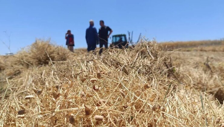 Yozgat’ta 225 bin dekarlık dev hasat başladı: Rekor rekolte…