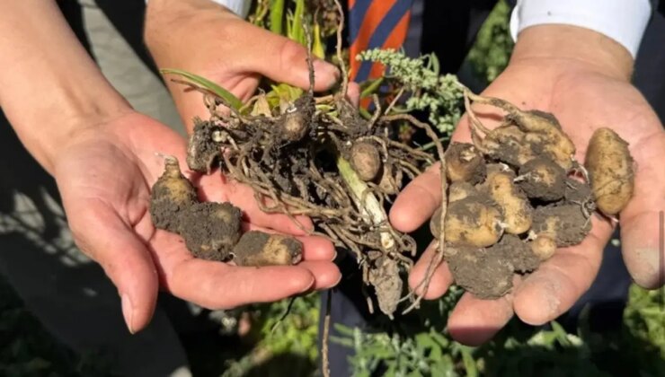 Yüksekovalı çiftçinin yeni gelir kapısı belli oldu: Bir ekti dört aldı…