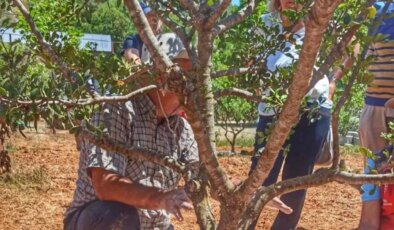 11 yıl sona ilk kez hasat edildi: Ağaç başına 1 kilo ürün…