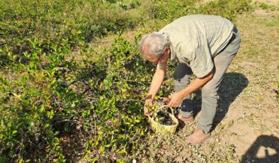 1.7 dönümlük boş arazisine ekti, şifa deposundan servet kazanacak