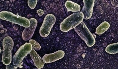 ABD’de salmonella salgını 27 eyalete yayıldı