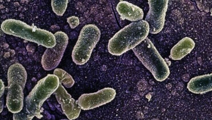ABD’de salmonella salgını 27 eyalete yayıldı
