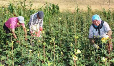 Amasya’nın tescilli çiçek bamyası altın değerinde: Kilosu bin 400 TL’den satılıyor