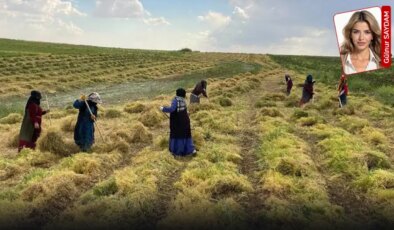 Anavatanında ithal mercimek dönemi: Türkiye üretti, Kanada kazandı