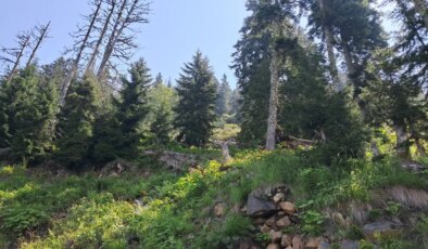 Artvin Murgul’da planlanan madencilik faaliyetlerine tepki: ‘Parasız yaşanır ama doğasız yaşanmaz’