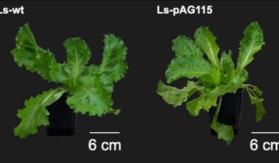 Bilim insanları, marulun içinde hayvansal protein üretti