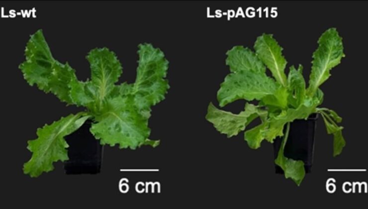 Bilim insanları, marulun içinde hayvansal protein üretti