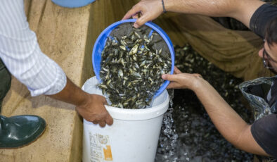 Bolu’da üretilen 1,2 milyon balık yavrusu Ankara’daki 37 baraj ve gölete bırakılacak