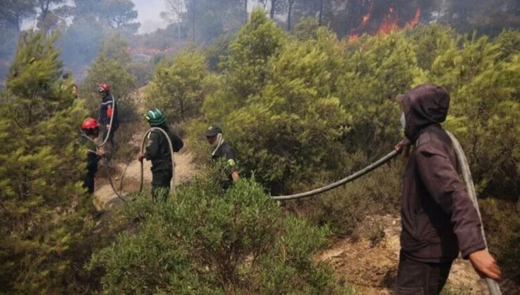 Cezayir’in doğusunda orman yangınları: 12 ölü