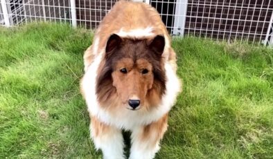 Çocukluk hayaliydi; 2 milyon yen harcayıp kendini köpeğe dönüştürdü