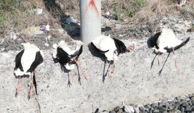 Göç yolunda akıma kapılan 52 leylek öldü