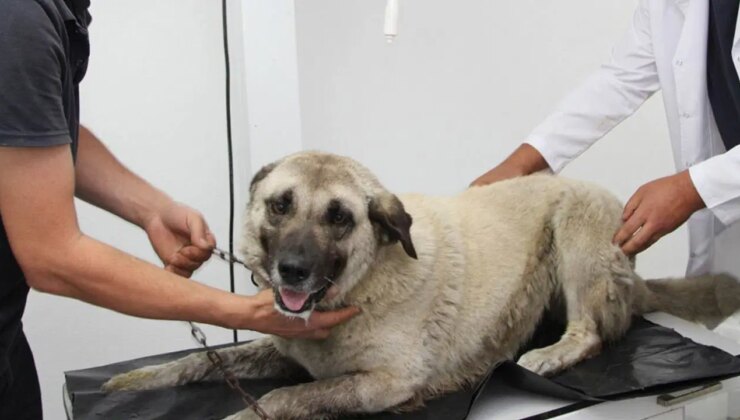 Gözaltına alınmıştı: Giresun’da köpeği ezen sürücü serbest bırakıldı