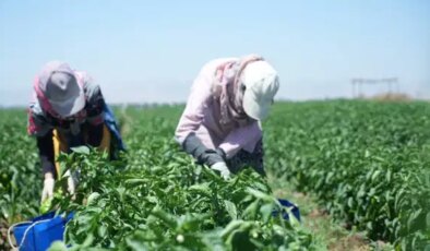 Günlük toplanıyor, kilosu 30 lirayı buluyor: 6 kilodan 1 kilo çıkıyor…