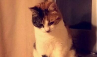 İngiltere’de 10 yıl sonra gelen mucize: Kayıp kedi evine döndü