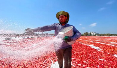 İtalyan pizzasının sırrı Torbalı’dan çıkıyor: ABD, Hollanda sırada bekliyor…
