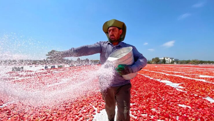 İtalyan pizzasının sırrı Torbalı’dan çıkıyor: ABD, Hollanda sırada bekliyor…
