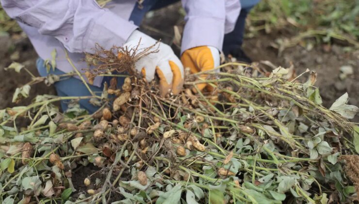 Kilis’te hasat başladı: 40 derece sıcakta ‘yeşil altın’ mesaisi