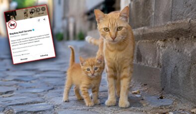 Köpeklerden sonra şimdi de kediler hedefte: Toplatılmalarını istediler!