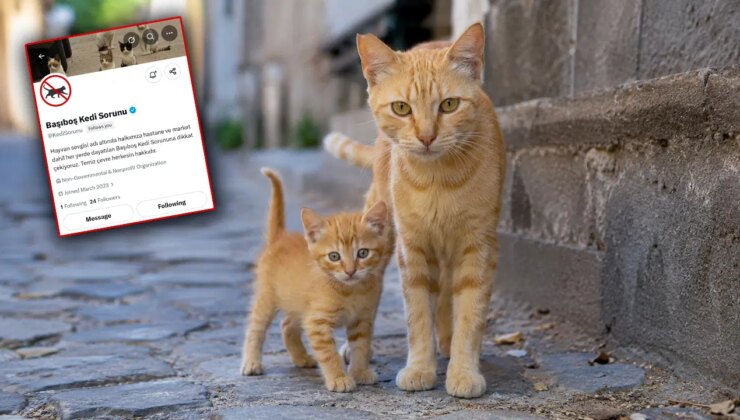Köpeklerden sonra şimdi de kediler hedefte: Toplatılmalarını istediler!