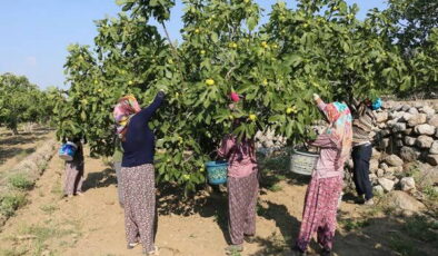 Kraliyet ailesinin gözdesiydi, tarlada fiyatlar çakıldı