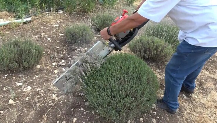 Kuyucak’ta ‘mor altın’ hasadı başladı: Ruslar ve uzak doğulular akın ediyor