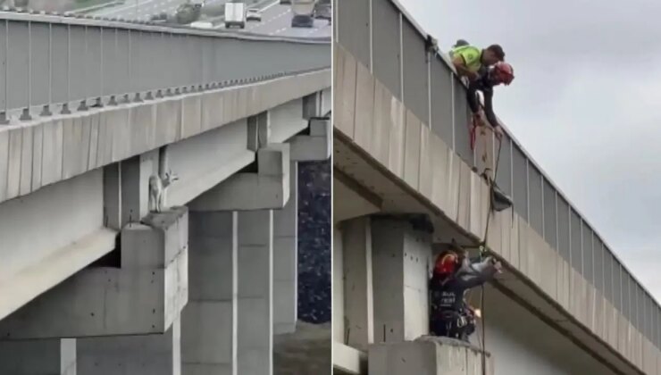Kuzey Marmara Otoyolu’nda viyadükte keçiye kurtarma operasyonu