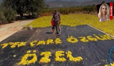 Manisa’da üzüm üreticisinden dikkat çeken mesaj: ‘Tek çare Özgür Özel’