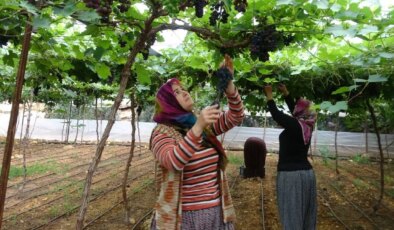 Manisa’da yılın ilk hasadı çuvala girdi! Üreticinin gözü kulağı açıklanacak fiyatta…