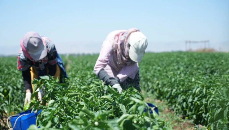 Muş Ovası’nda kavurucu hasat başladı! Lezzetinin sırrı ikliminde saklı…
