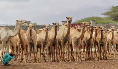 Somali’de Mevlid-i Nebi için 1538 deve kurban edilecek