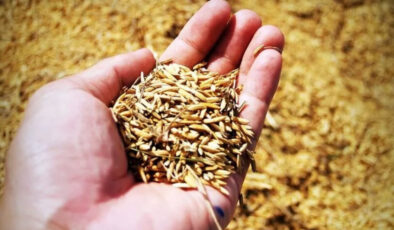 Türkiye’nin tohumculukta hedefi: Dünyada ilk 5 ülke arasına girmek