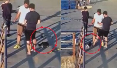 Üsküdar’da kediye tekme atıp denize düşürdü! Çevredekiler tepki gösterdi