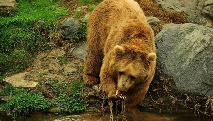 Uzmanından popülasyonu artan ayılar için ‘önlem alınmalı’ uyarısı
