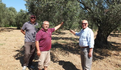 Zeytin üreticilerinden Hazine ve Maliye Bakanlığı’na dilekçe