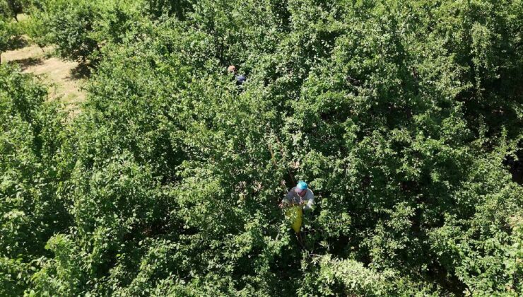 1886’dan günümüze uzanan efsane lezzet: Önce tazesi, bir ay sonra kurusu piyasada