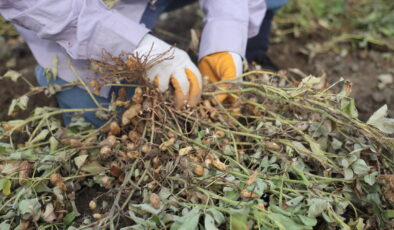 Adana’da hasat başladı: 252 bin dekar alanda ekiliyor…