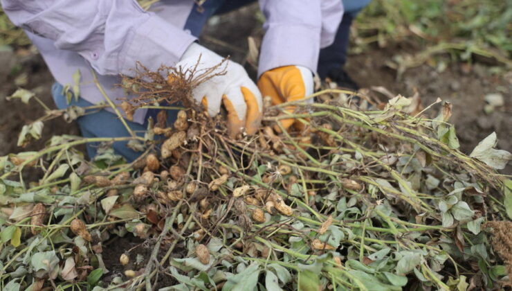 Adana’da hasat başladı: 252 bin dekar alanda ekiliyor…