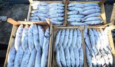 Akçakoca Limanı palamutla doldu: Balıkçılar ağları bereketle çekti