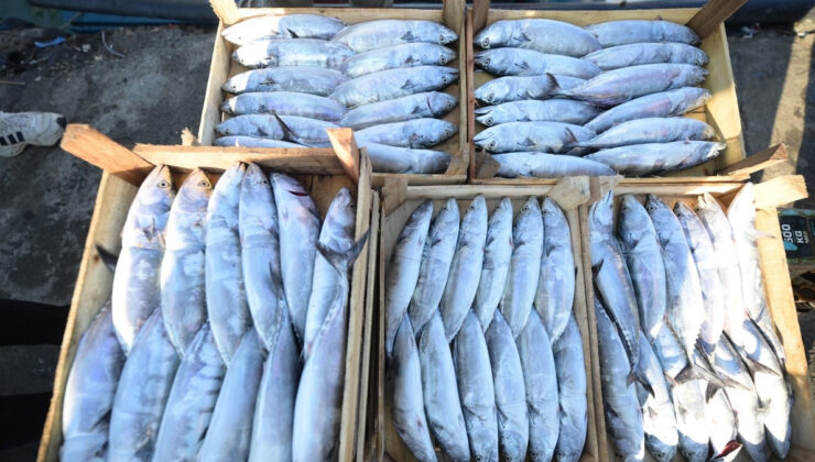 Akçakoca Limanı palamutla doldu: Balıkçılar ağları bereketle çekti